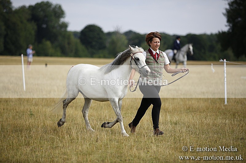 _C7A9232 - BVRC Sow 2018 Ring 2