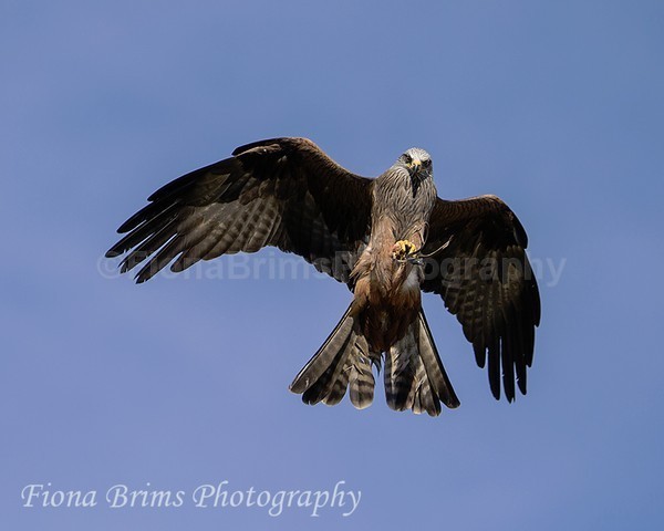 WowPD Mar17-171 - Birds of Prey