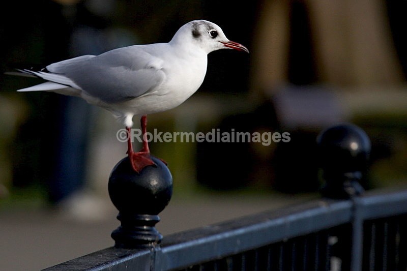  - Wildlife