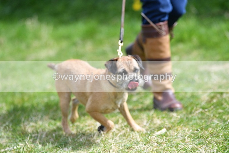 WJ5_0355 - Class 7 Best Terrier
