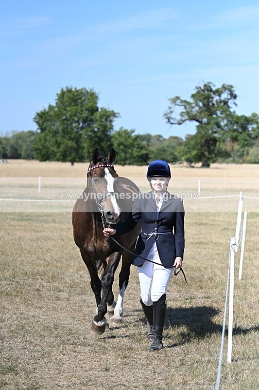 WJ7_1539 - Class 42 Most Handsome Gelding