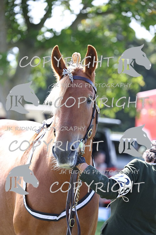 APP_3187 - Class 3 Youngstock