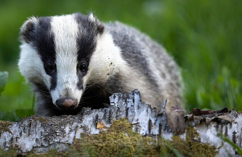 badger - BADGERS