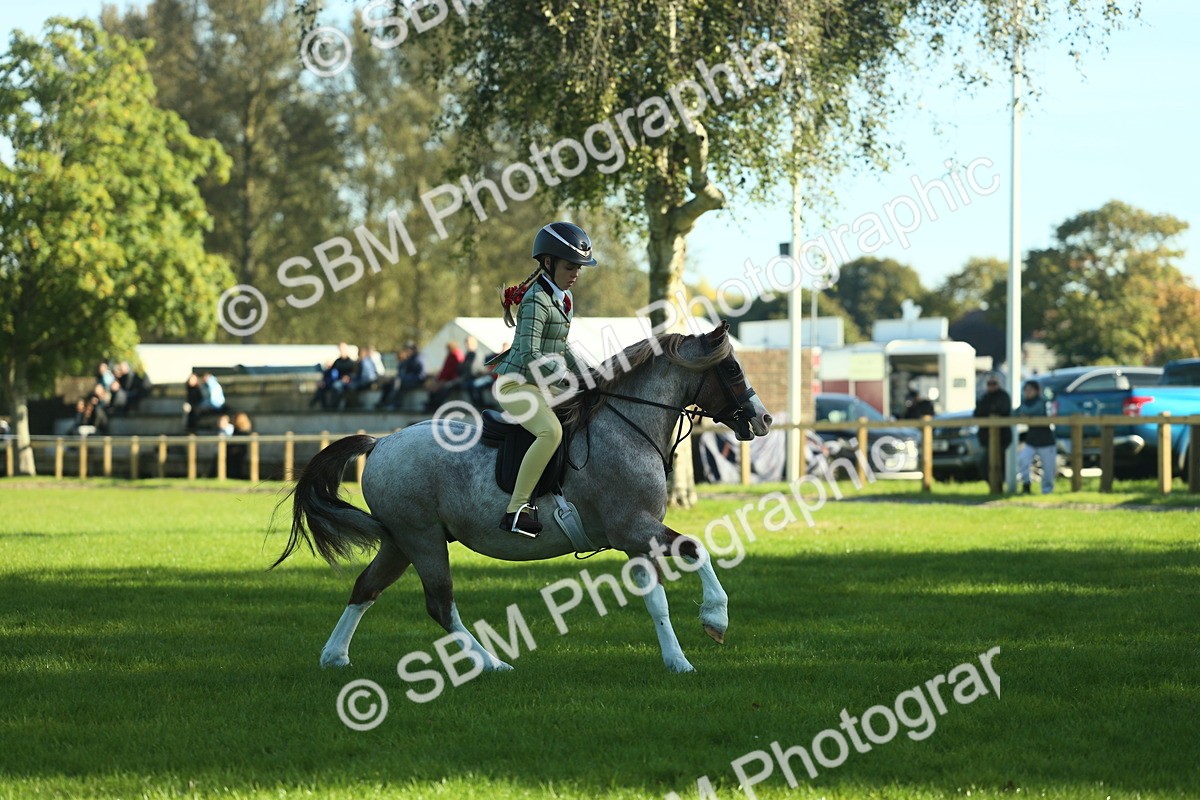 SBM_36354 - S29 - Novice & Newcomers Working Hunter Pony
