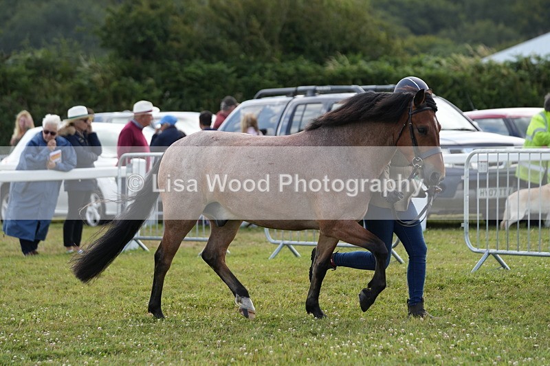 DSC05706 - Class 51: NPS M&M 4 years and over Large Breeds