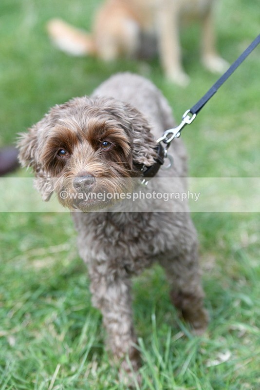 WJ5_9277 - Class 1 Best Cross Breed / Heniz 57