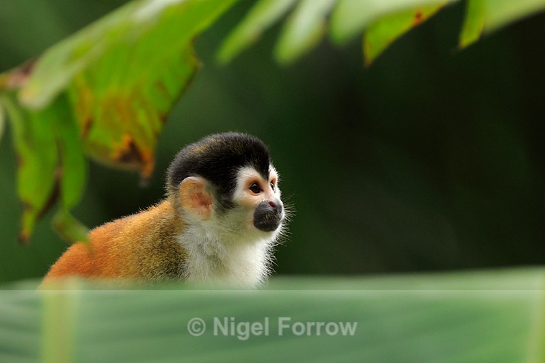 Close-up view of a Squirrel Monkey at Bosque del Cabo, Costa Rica - Monkey