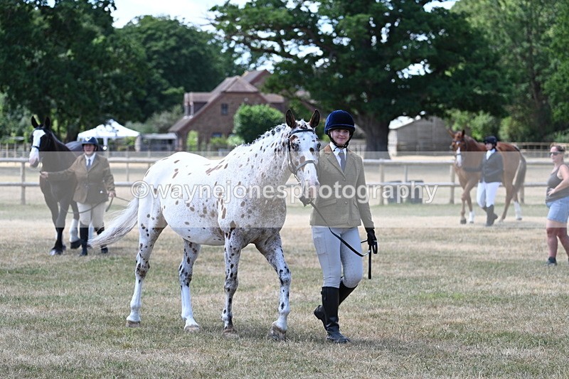 WJ7_2285 - Class 5a Most Handsome Gelding in hand (above 14.2hh)