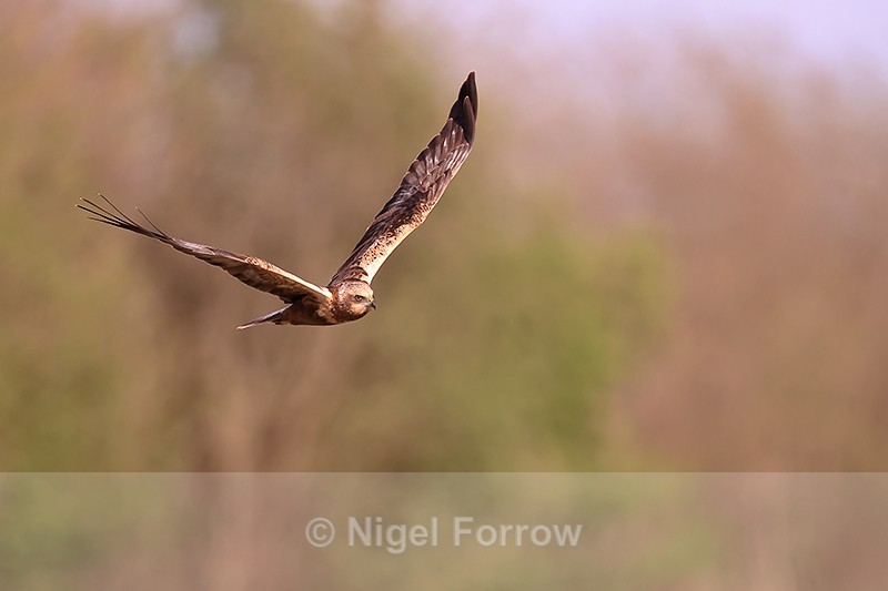 Western Marsh Harrier (male) flying, Montgai, Spain - Marsh Harrier