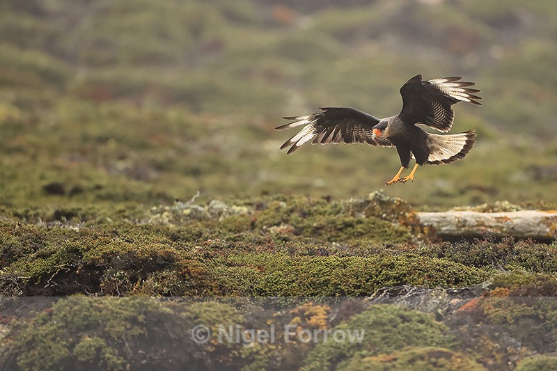 Crested Caracara landing, Saunders Island, Falklands - Crested Caracara