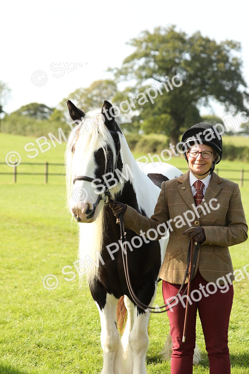 SBM_61011 - S43 - Coloured Pony In Hand