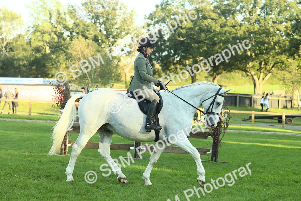 SBM_55570 - S14 - Riding Club Horse