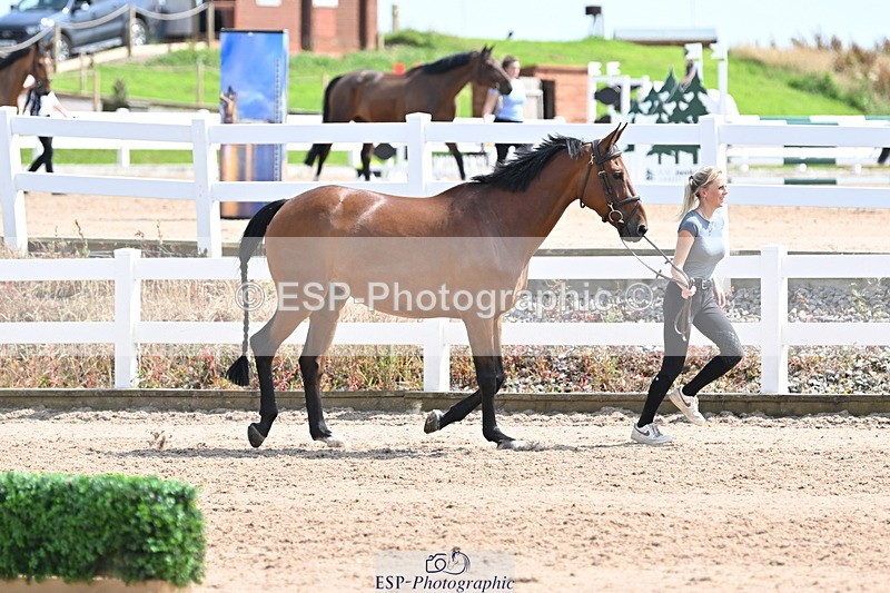 240717A-151315-02651 - Trot Up 3pm to 4pm