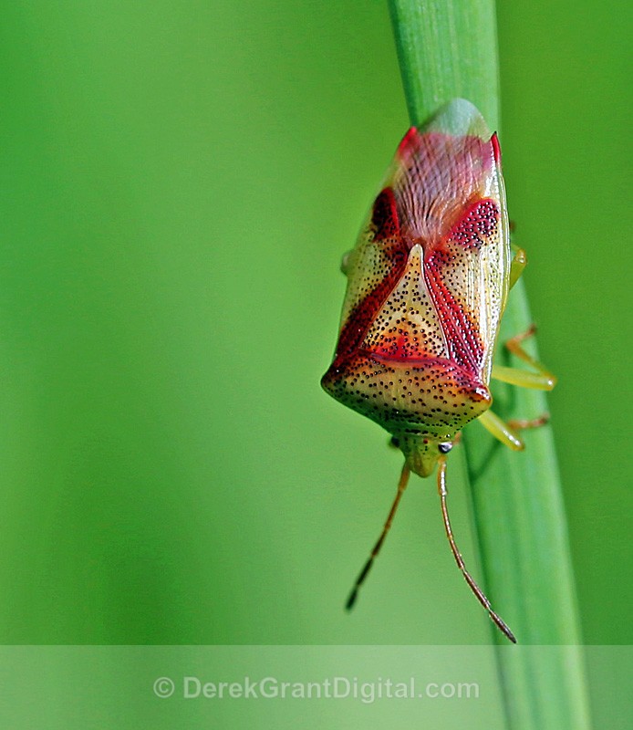 Red-Cross Shield Bug - Bees, Beetles, Bugs