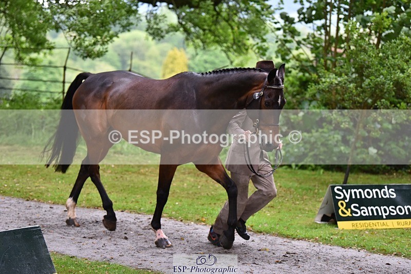 240522-161458-00812 - 162-HAZZLE_DAZZLE-Henry_Hobby