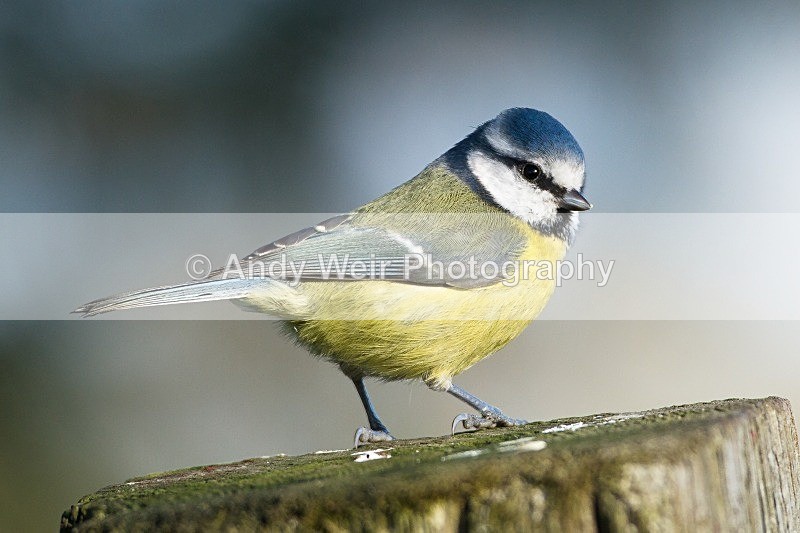 20121027-_MG_1178 - Blue Tit