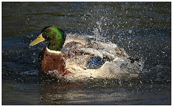 Male Mallard - Wildlife Wildlife
