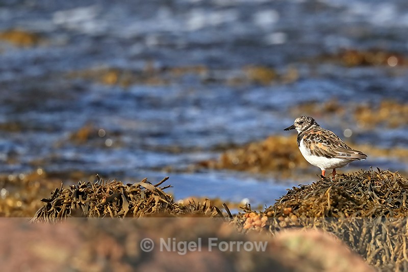 Turnstone, Ness of Duncansby, Scotland - Turnstone