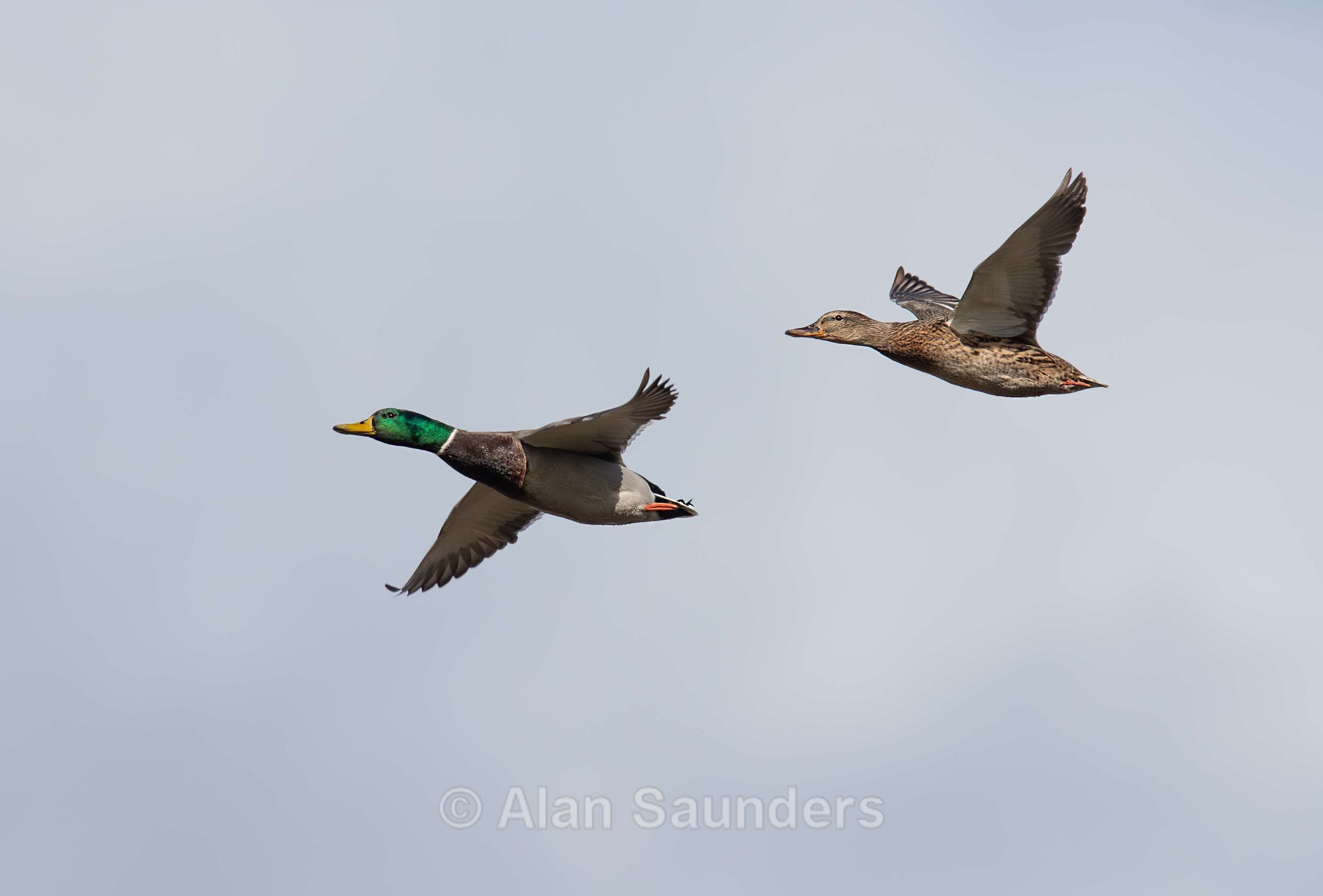 Mallard 2