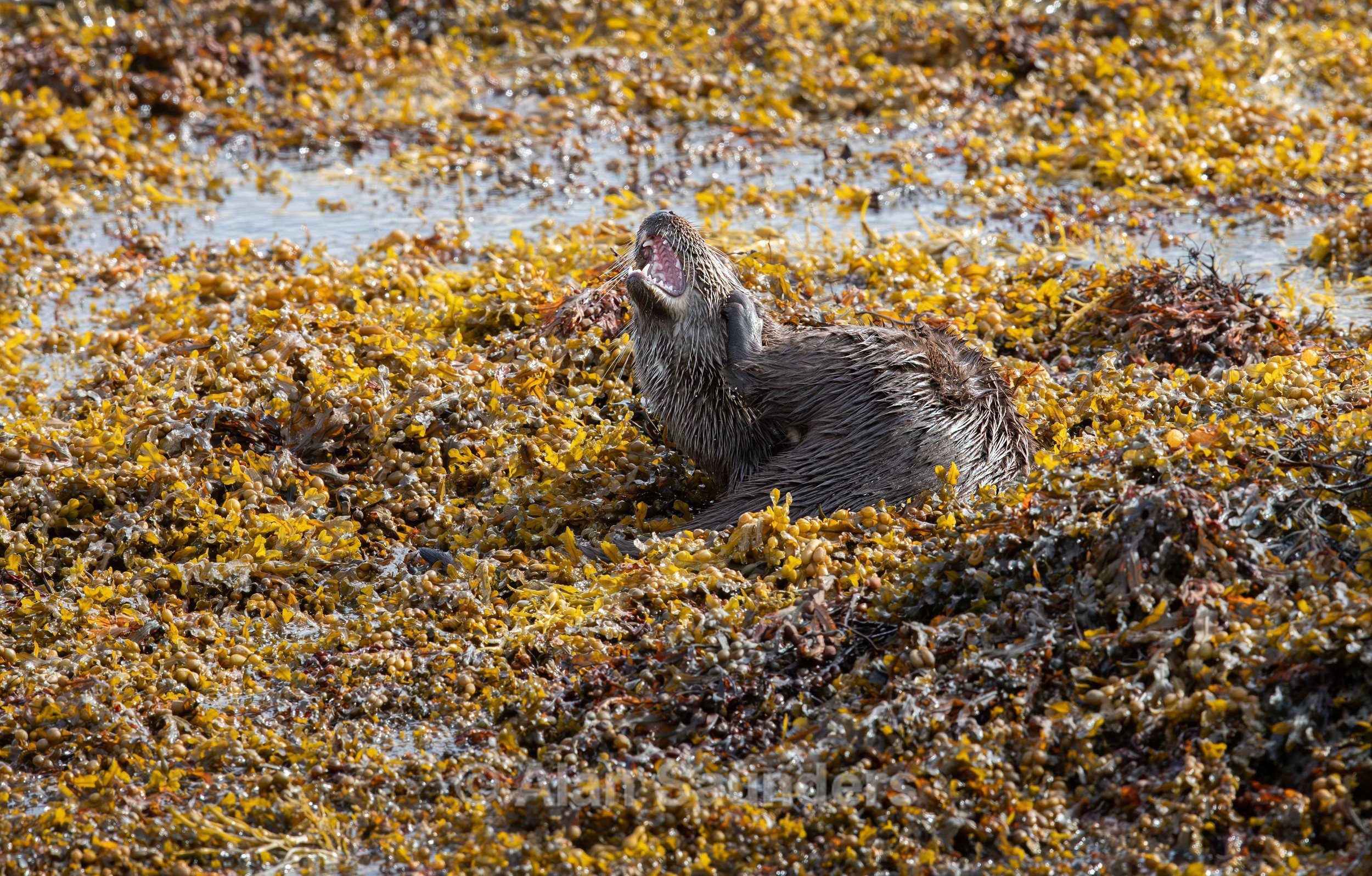 Eurasian Otter 27