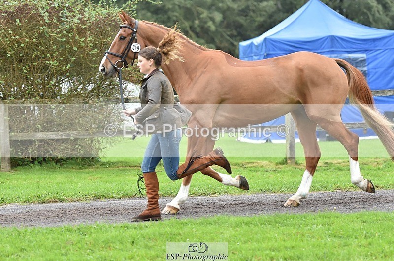 231018-123724-00404 - 049-AUGUSTUS.IMPERIOUS-Ines.Mitchell-TrotUp