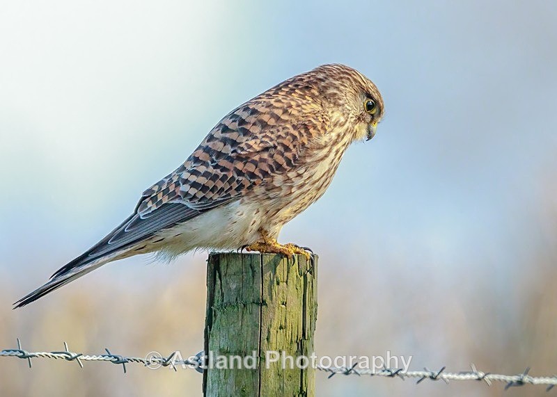 Astland Photography, Bird and Wildlife Images.