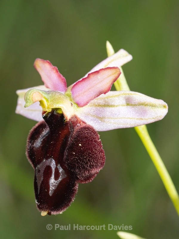 Hybrid between Bertolonii's Ophrys and the Majella Ophrys O. bertolonii x O.  Ophrys sphegodes ssp majellensis ...also (Ophrys passionis ssp majellensis) - Wild Orchids 2021