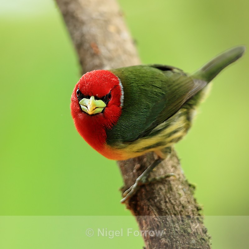 Red-headed Barbet, Buena Vista, Costa Rica - Red-headed Barbet