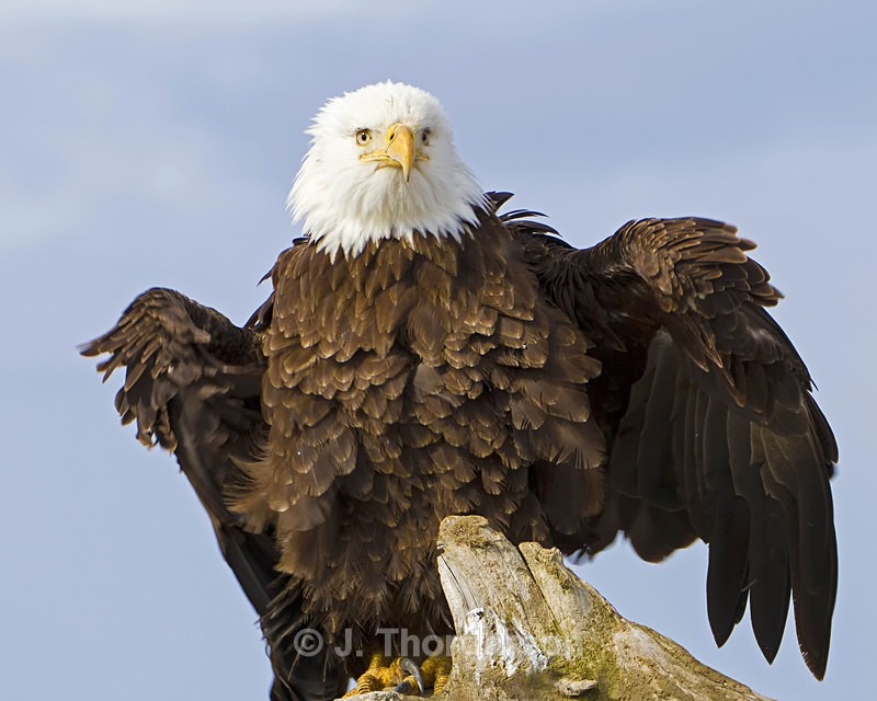  - Bald Eagles