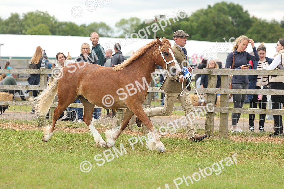 SBM_05032 - Class 50-57 - M&M Welsh Pony In Hand