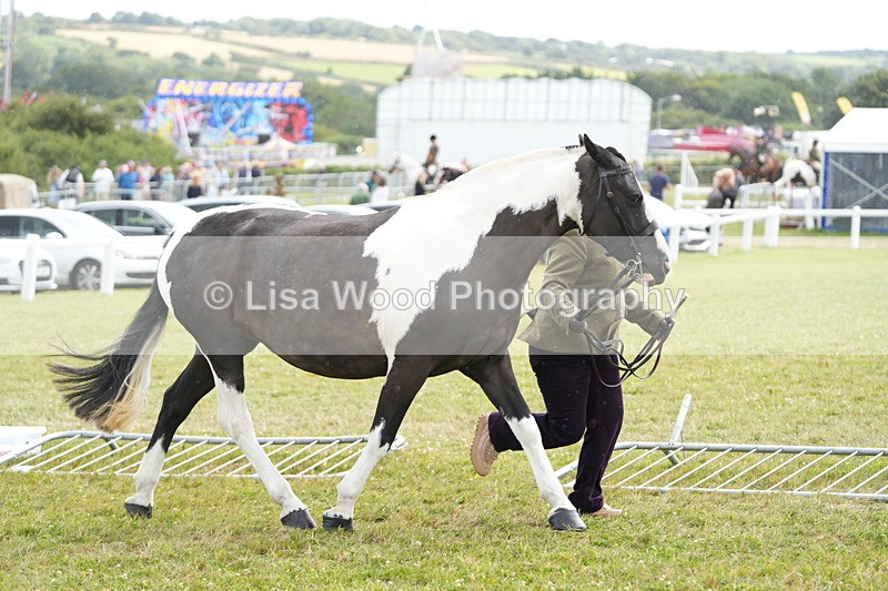 DSC06902 - Class 60: Coloured Pony 4yrs & over
