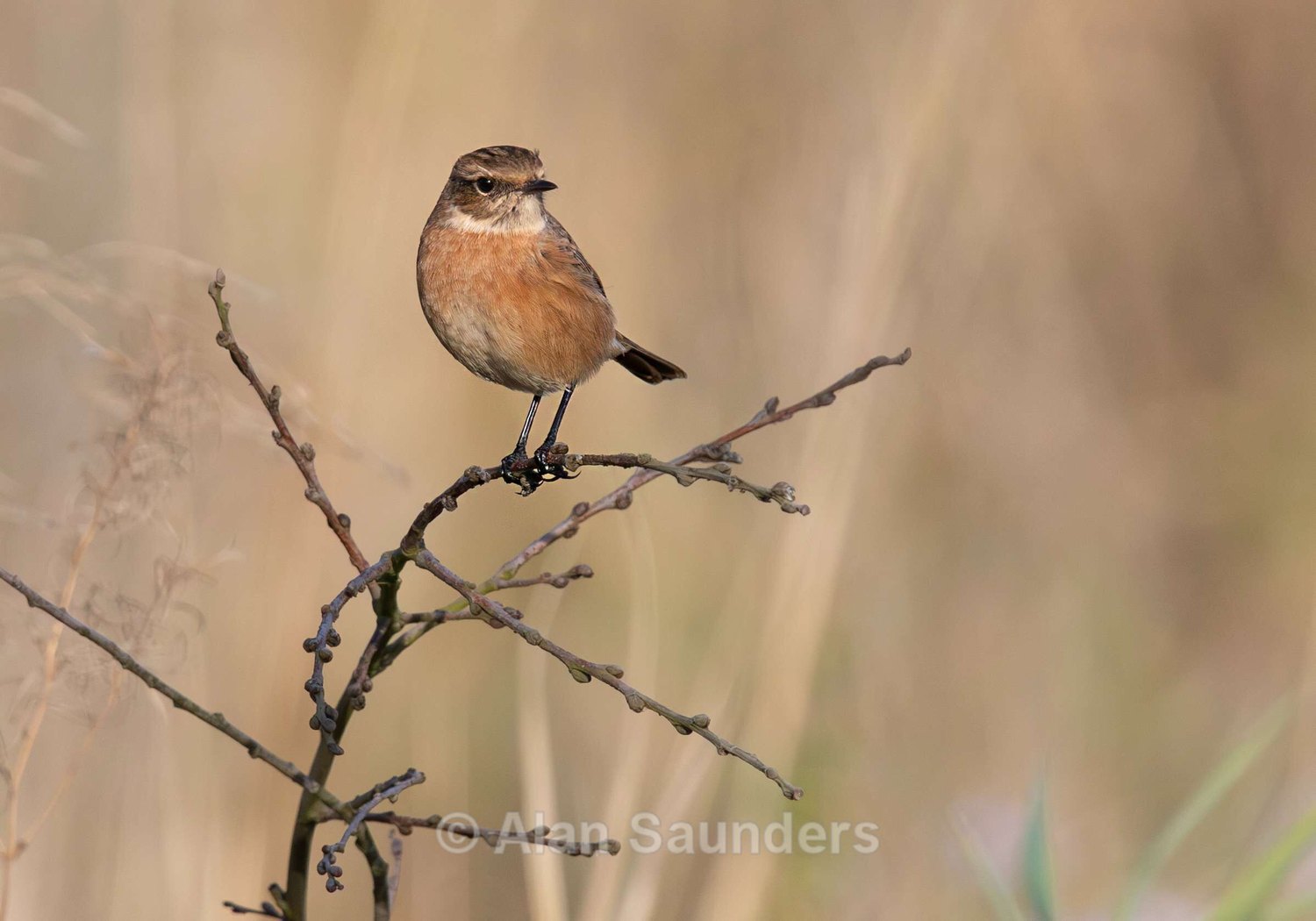 Stonechat 10