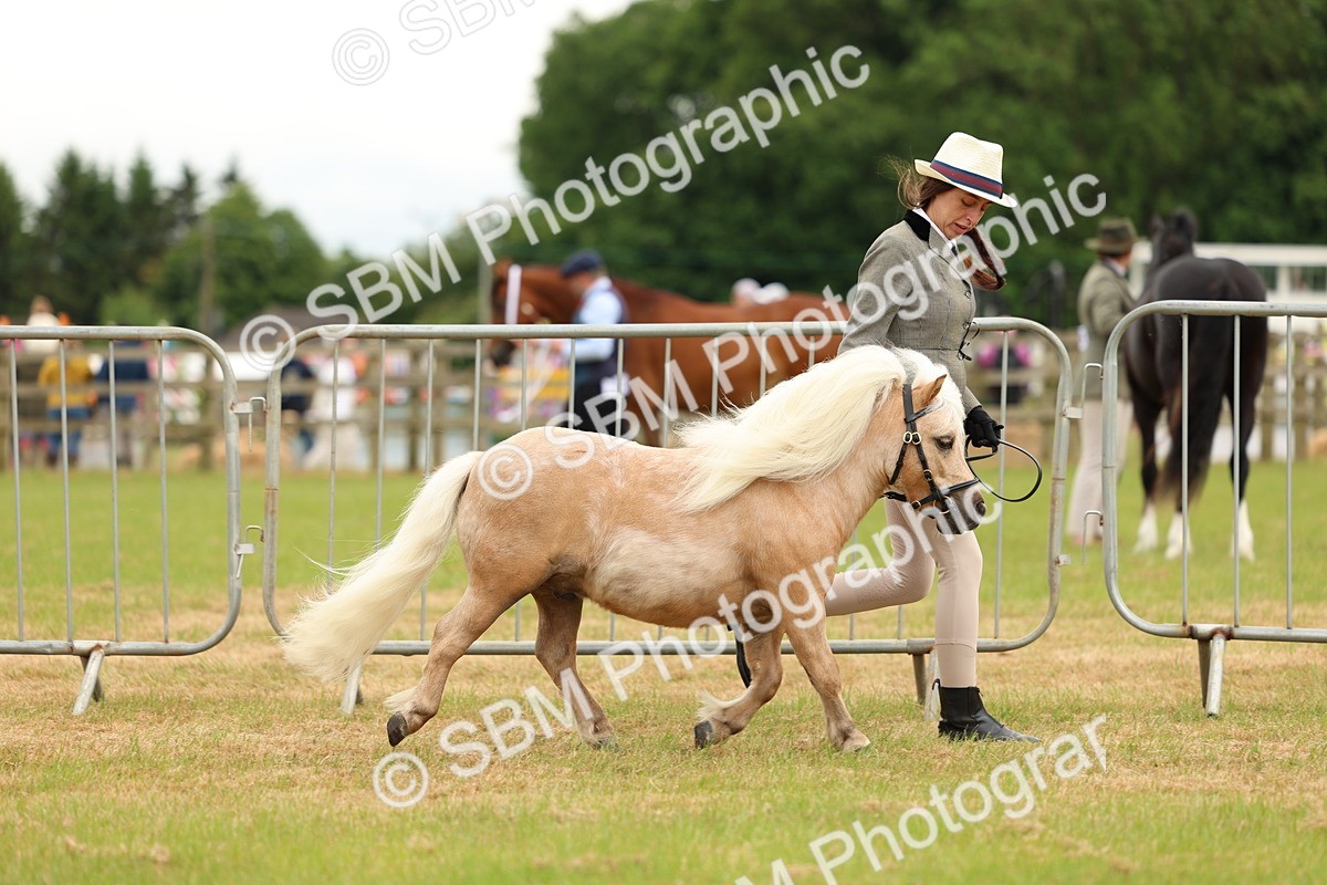 SBM_04448 - Class 64-67 - Shetland Pony In Hand
