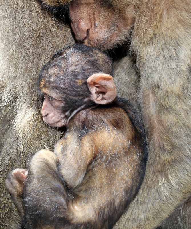 Barbary Macaques mother and son  (Macaca sylvanus) Grooming on the Roc - Barbary Macaques at the Rock of Gibraltar