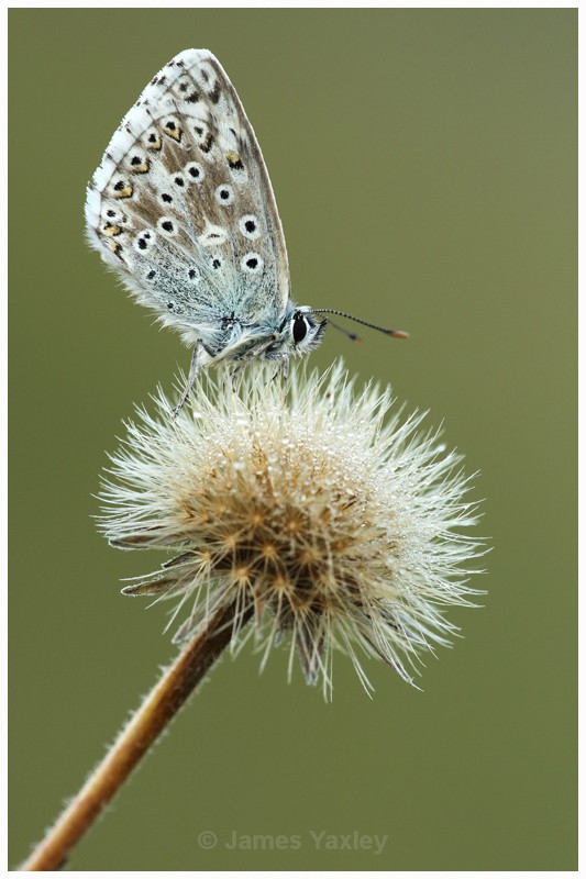 Chalk-hill Blue on Seed Head - Latest Work