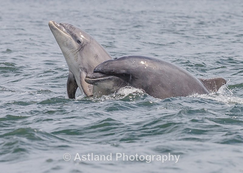 Astland Photography, Bird and Wildlife Images, Susan and Peter Wilson, U.K.
