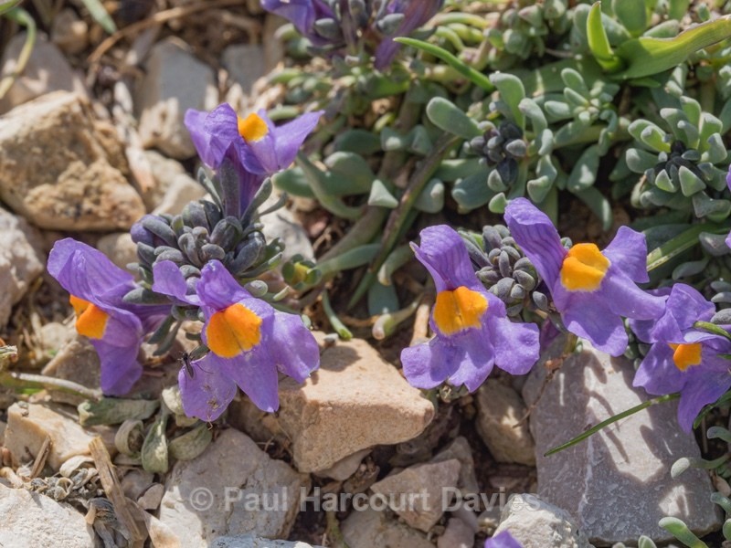 Alpine toadflax (Linaria alpina) - Wild Flowers - 1