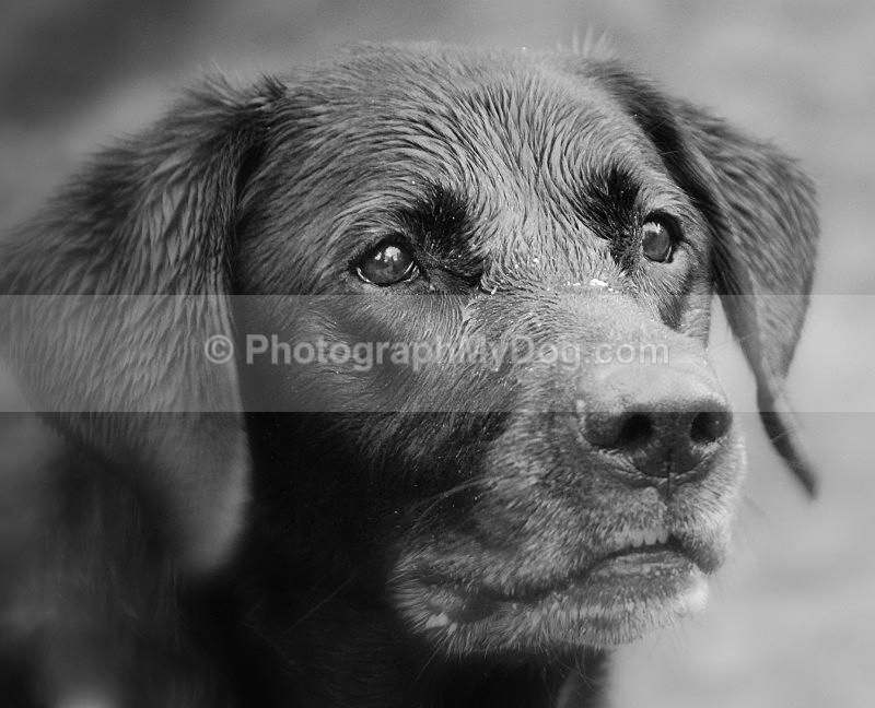 - Yellow and Black Labradors