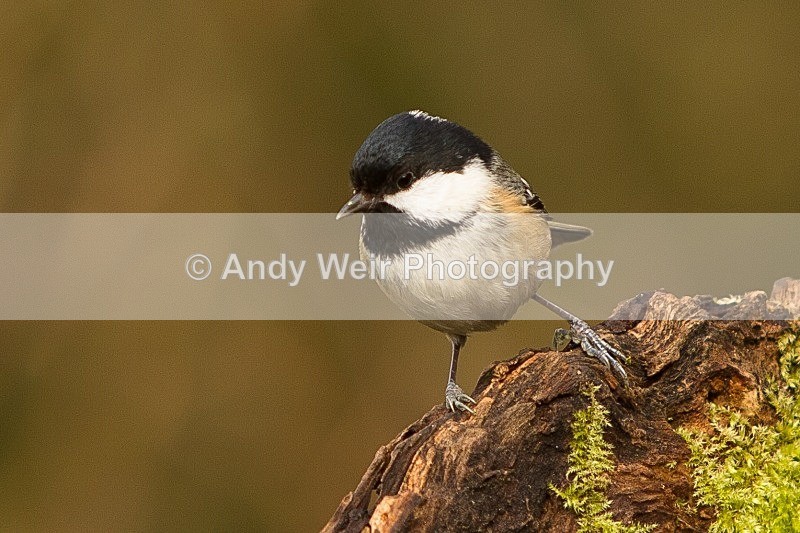 20120218-_MG_8880 - Coat Tit