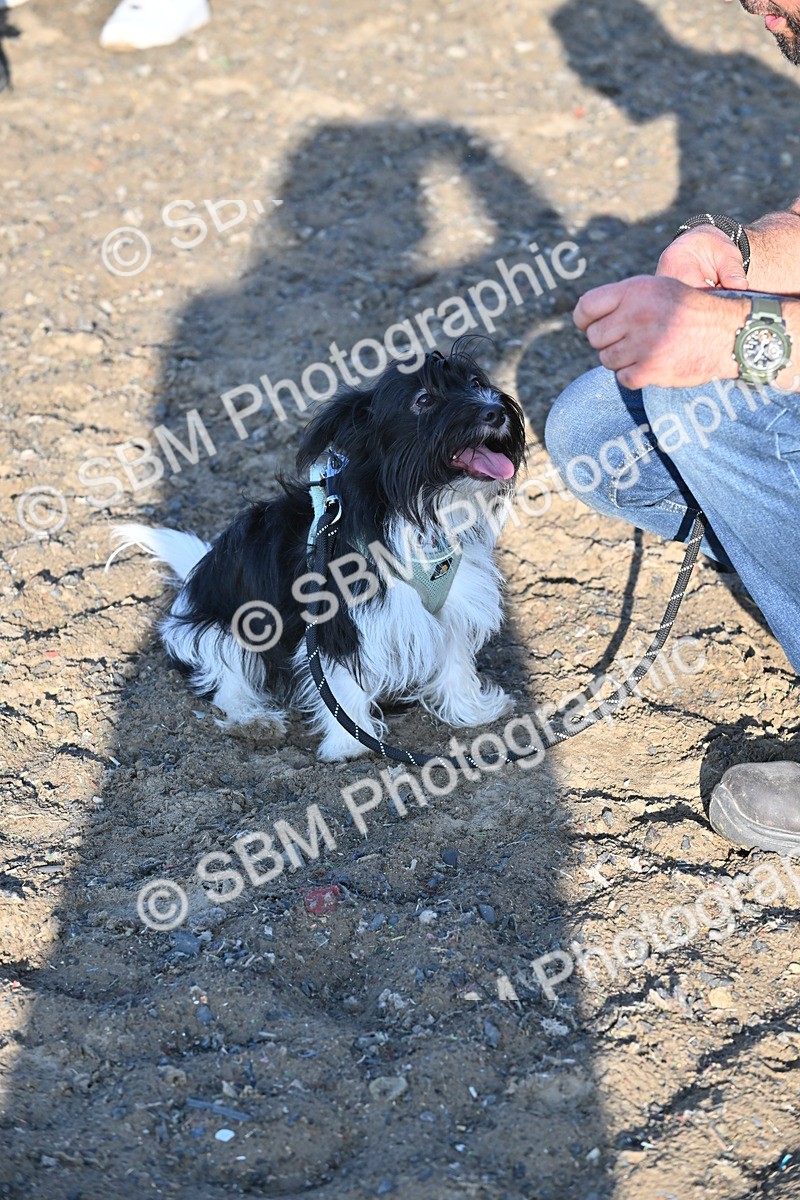 SBM_09370 - Lorry Dogs