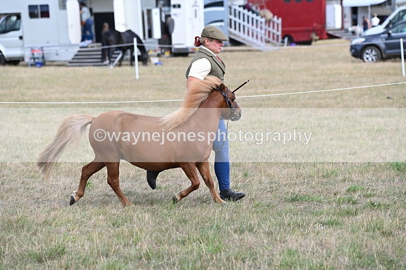 WJ6_6868 - Class 21 Shetland & Mini Horses