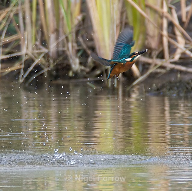 Kingfisher lifts off from the water after a successful fishing trip - Kingfisher