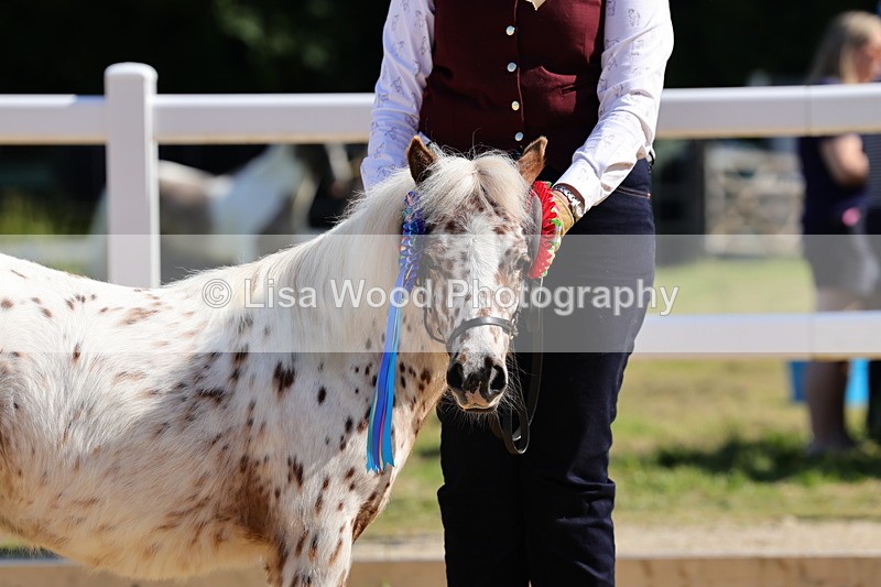 1X9A0724 - Class 3: Youngstock 1, 2, 3 year old not to exceed 153cm