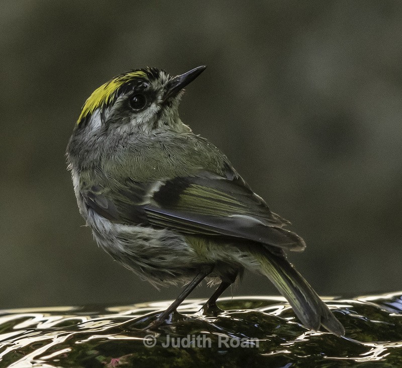 Golden-crowned Kinglet - Backyard Bathing Birds