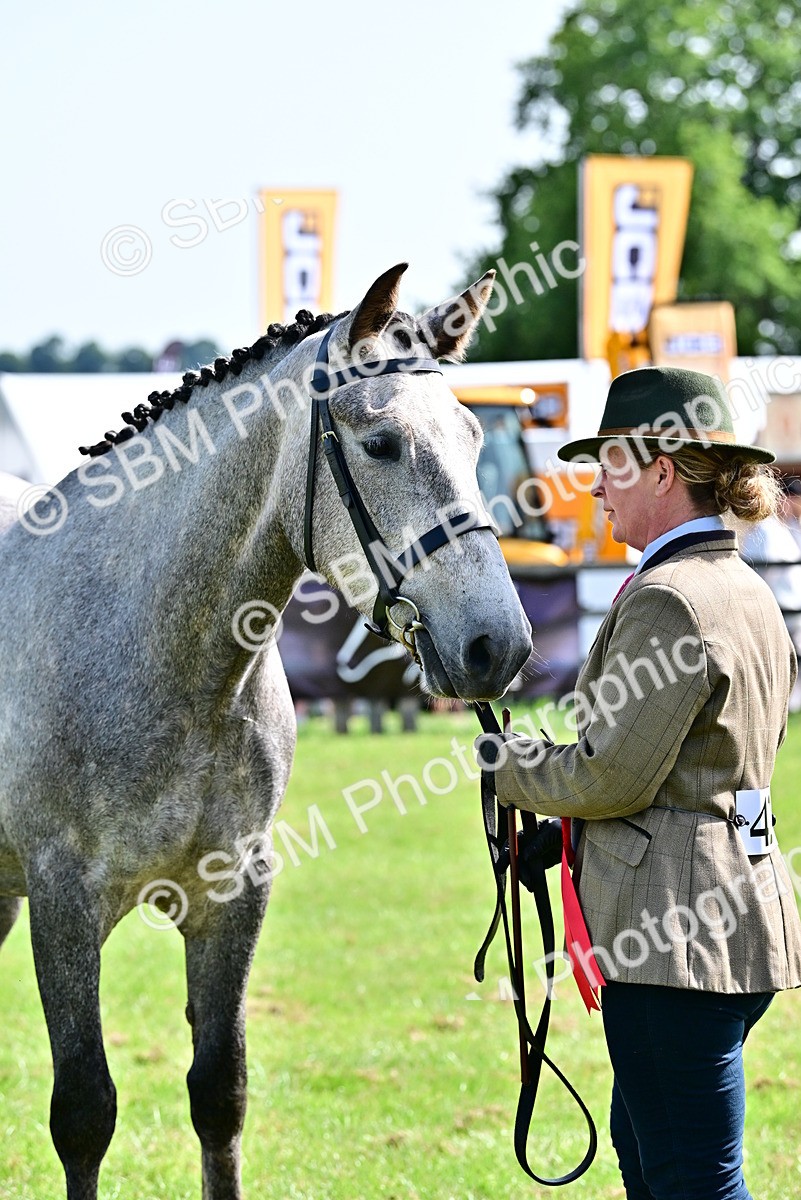 SBM_03347 - Class 50 - 54 Light Horse Breeding