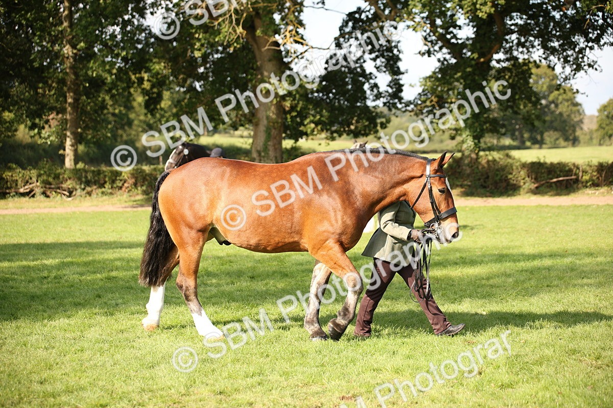 SBM_61200 - S54 - Show Cob In Hand