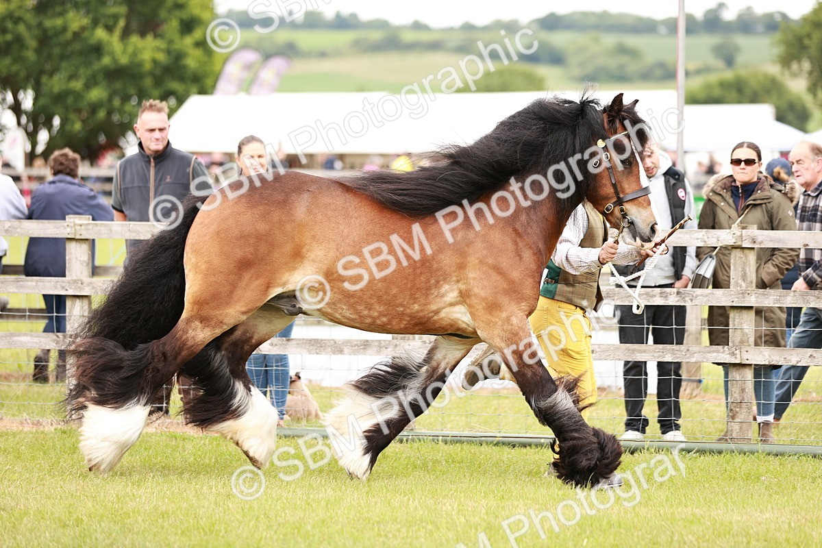 SBM_06016 - Class 39-41 TGCA In Hand and Ridden