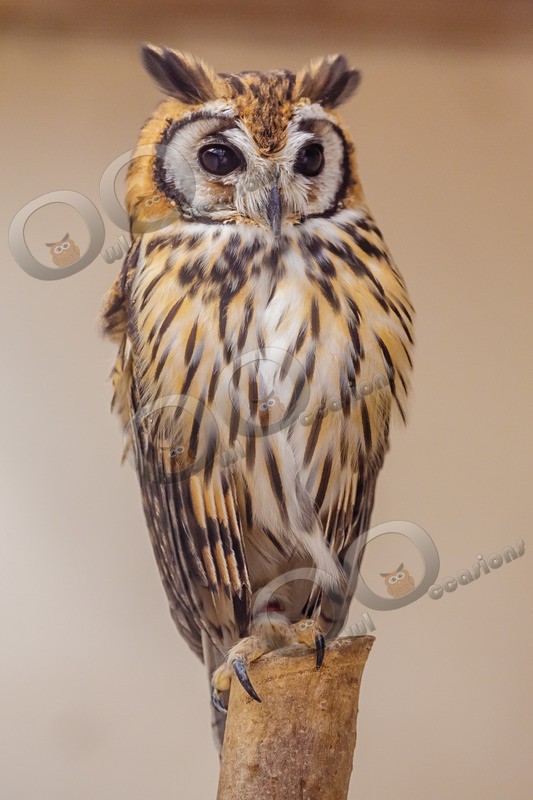 Striped Owl asio clamator-7472 - Owls of the World