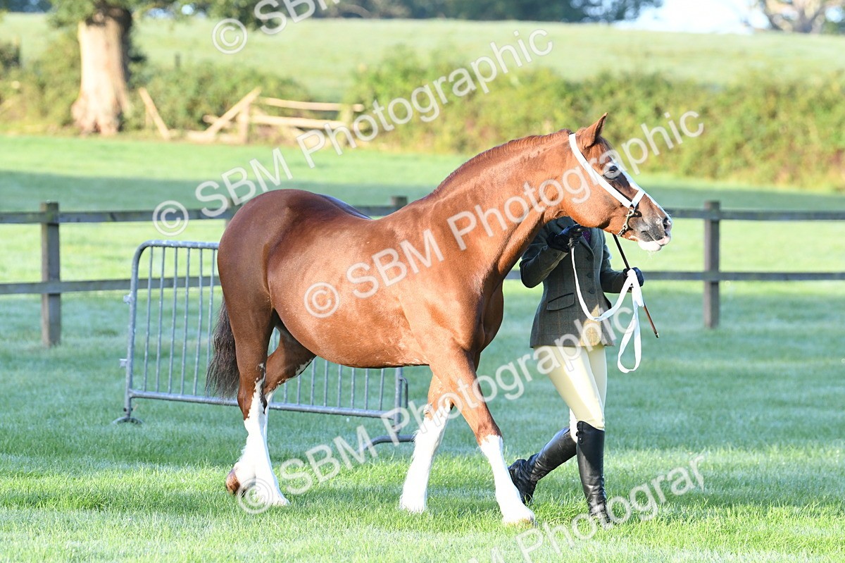 SBM_32428 - S15 - Condition & Turnout In Hand