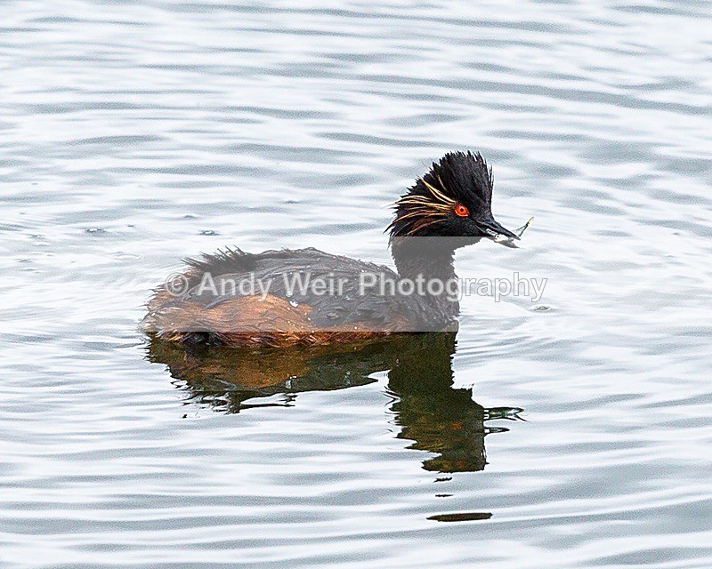 170710-untitled0079 - Black-necked Grebe
